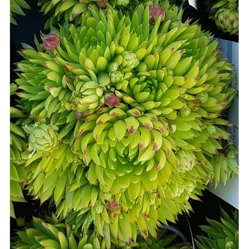 Sempervivum chick charms ® 'Key Lime Kiss' / Joubarbe à rosette vert fluo / Conteneur de 1 à 1.9 litres / Succulente