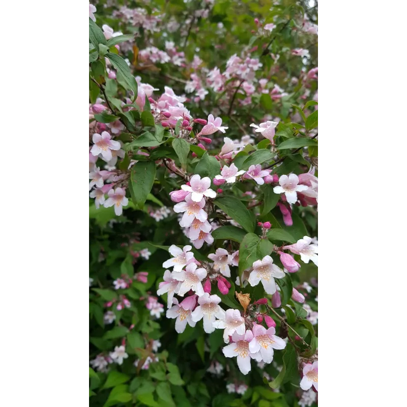 Kolwitzia amabilis 'Pink Cloud' / Buisson de Beauté rose / Conteneur de 3 à 4 litres