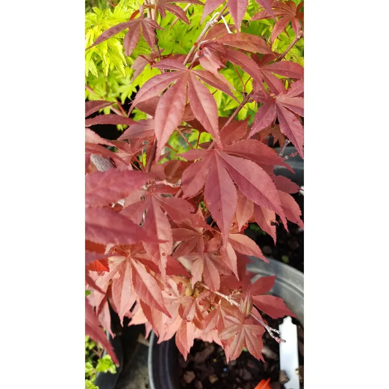 Acer palmatum 'Atropurpureum' / Erable du Japon pourpre / Conteneur de 3 à 4 litres