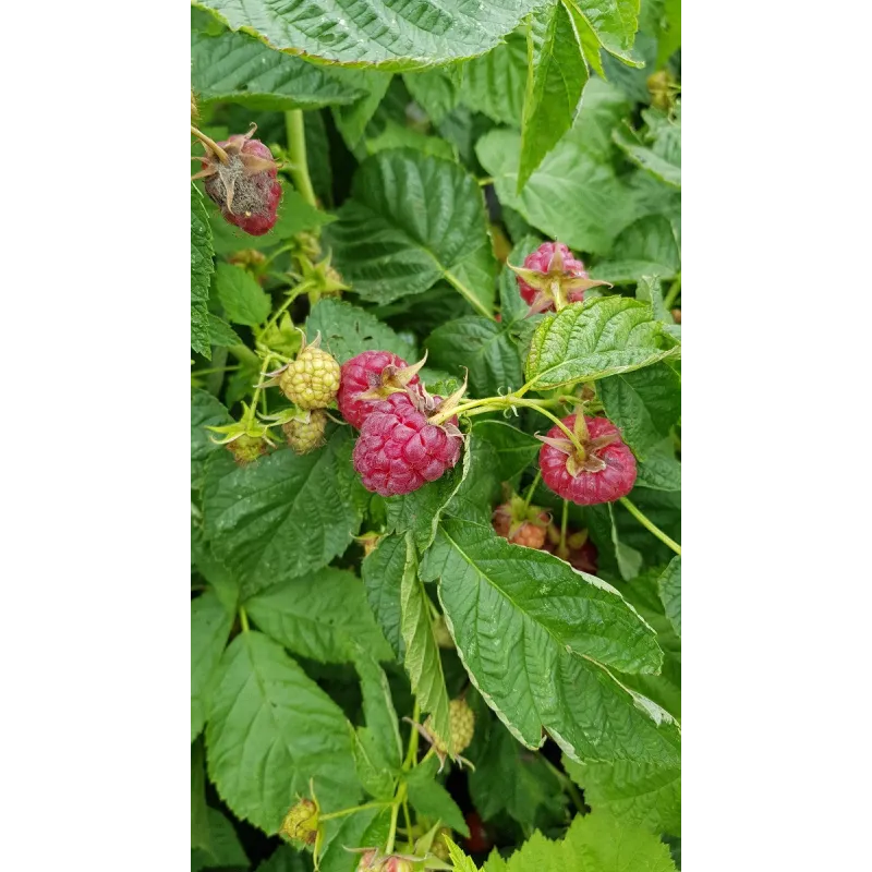 Rubus idaeus 'Heritage' / Framboisier 'Heritage' (Remontant) / Conteneur de 3 à 4 litres