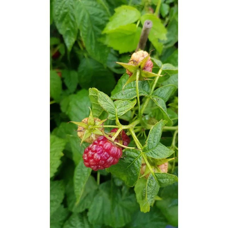 Rubus idaeus 'Tulameen' / Framboisier 'Tulameen' (Non remontant) / Conteneur de 3 à 4 litres