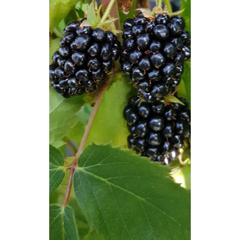 Rubus fruticosus 'Triple Crown' / Murier 'Triple Crown' (Sans épine) / Conteneur de 3 à 4 litres