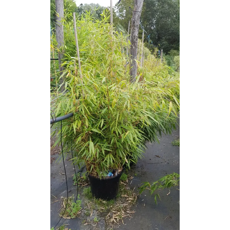 Fargesia robusta 'Campbell' / Bambou non traçant / Conteneur de 7 à 10 litres