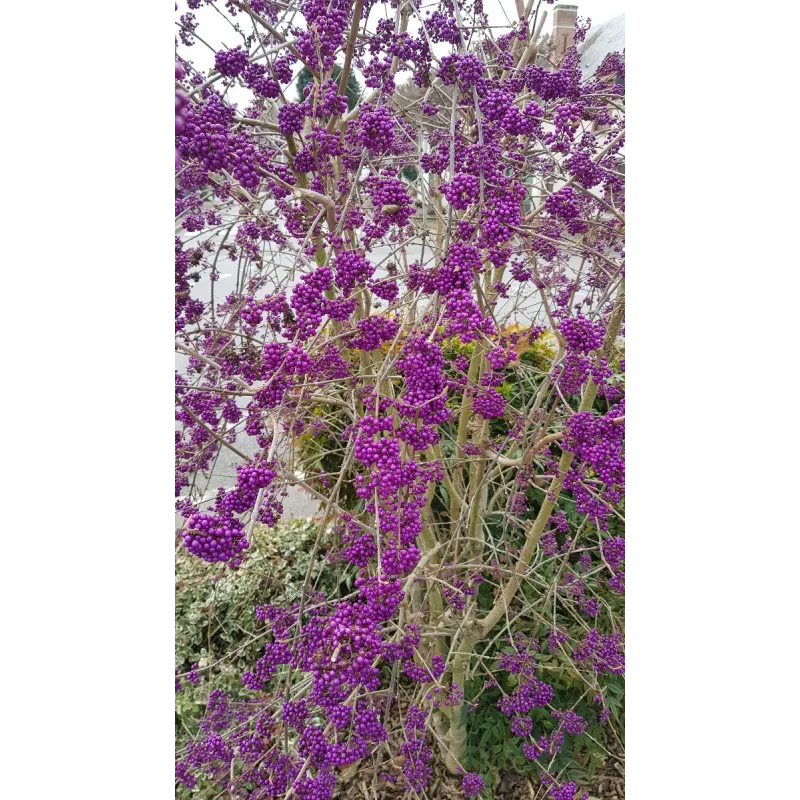 Callicarpa bodinieri 'Profusion' / Arbuste aux bonbons pourpre / Conteneur de 7 à 10 litres