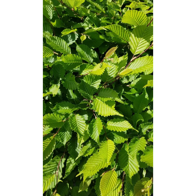 Carpinus betulus / Charme commun / Conteneur de 3 à 4 litres