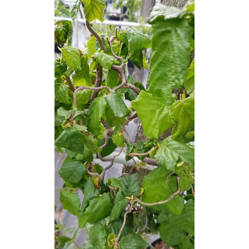 Corylus avellana 'Contorta' / Noisetier tortueux vert / Conteneur de 7 à 10 litres / Touffe