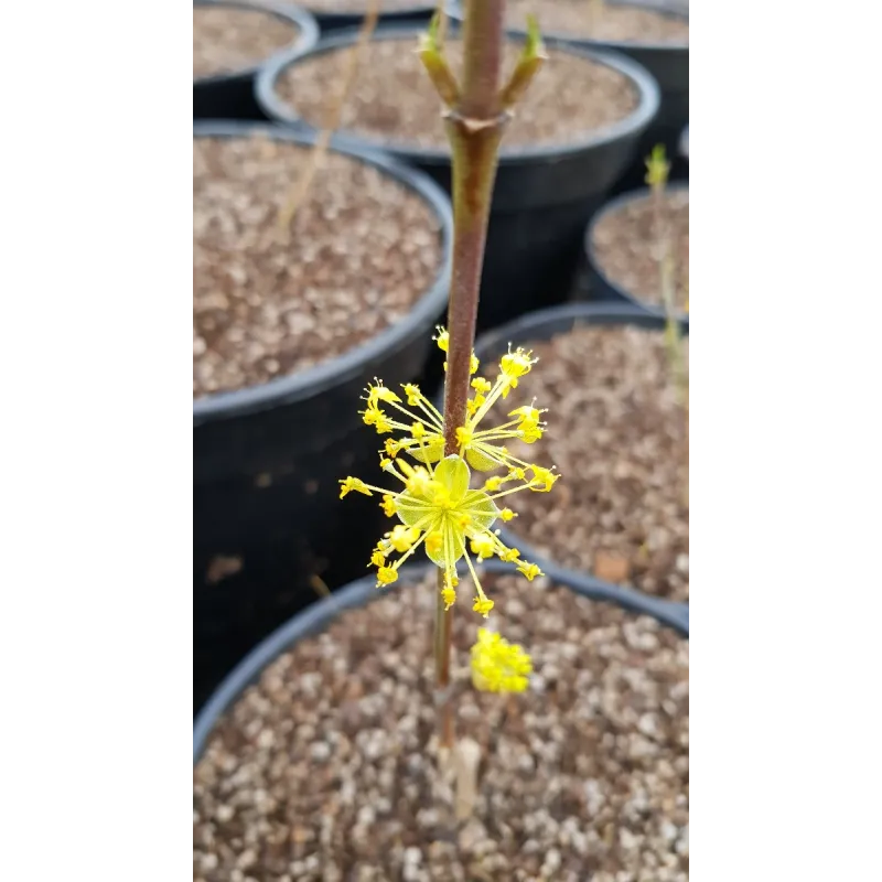 Cornus mas / Cornouiller mâle / Conteneur de 3 à 4 litres