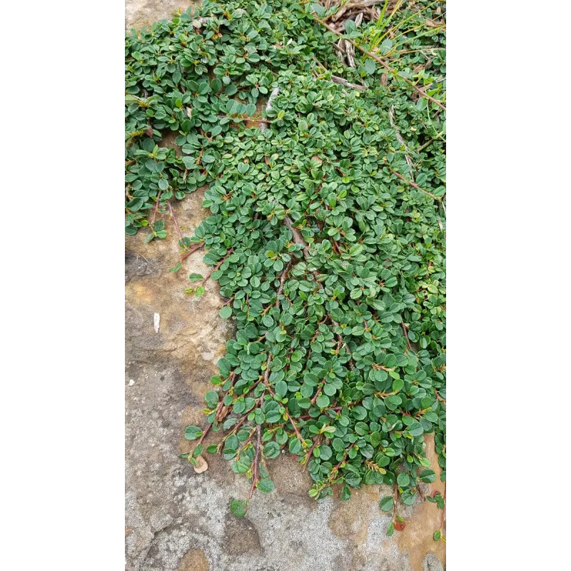 Cotoneaster dammeri 'Green Carpet' / Cotoneaster rampant / Conteneur de 3 à 4 litres