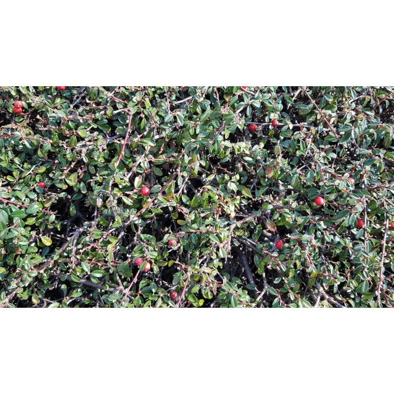 Cotoneaster microphyllus 'Streib's Findling'/ Cotoneaster rampant / Conteneur de 3 à 4 litres