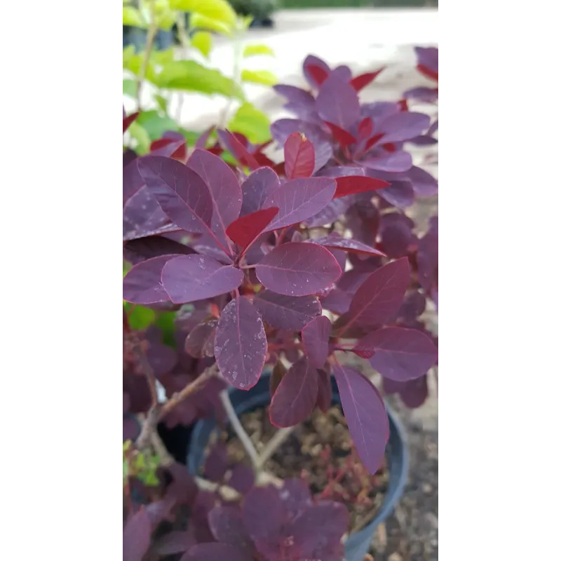 Cotinus coggygria 'Royal Purple' / Arbre à perruque / Conteneur de 7 à 10 litres