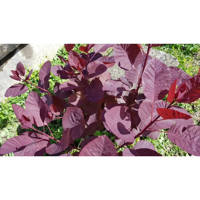 Cotinus x 'Grace' / Arbre à perruque / Conteneur de 3 à 4 litres