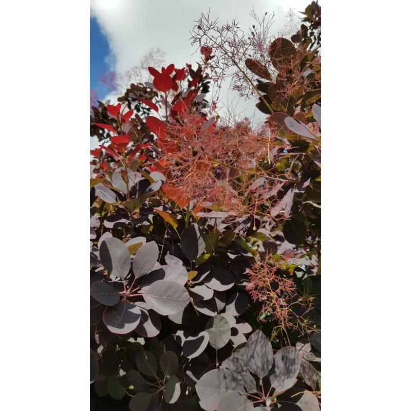 Cotinus dummeri 'Rubrifolius' / Arbre à perruque / Conteneur de 7 à 10 litres