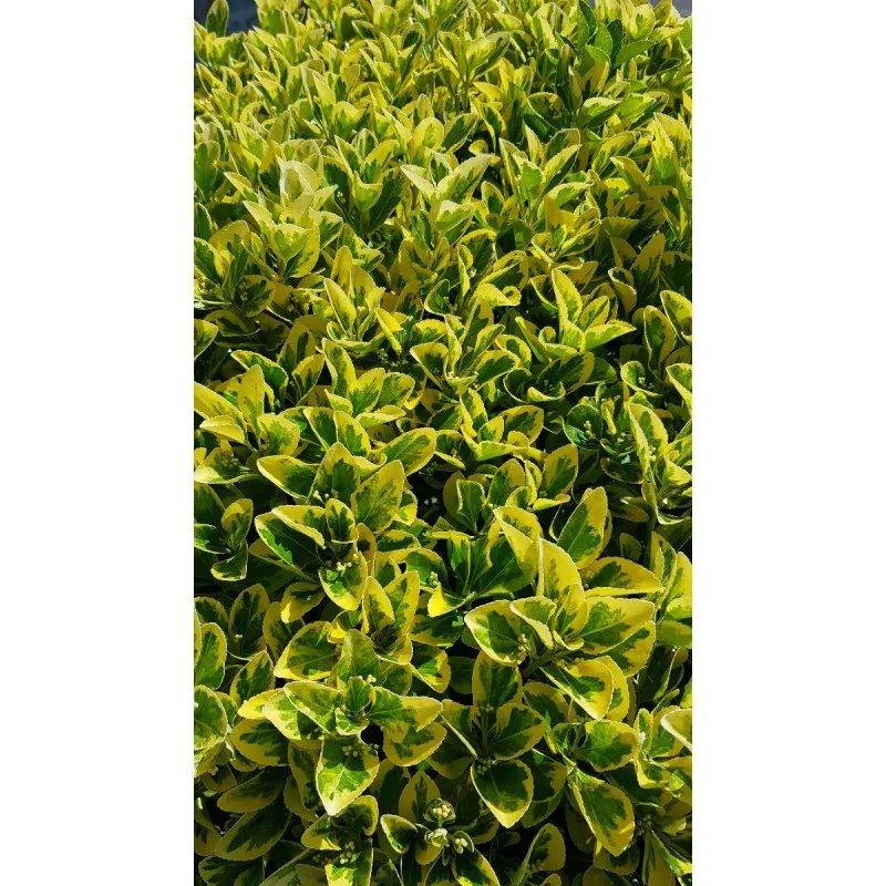 Euonymus japonicus 'Aureomarginatus' / Fusain du Japon panaché jaune / Conteneur de 7 à 10 litres