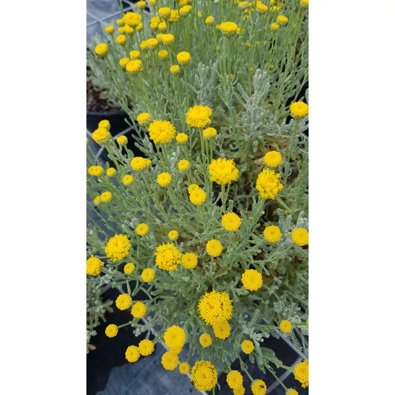 Helichrysum italicum ssp Serotinum / Plante Curry / Conteneur de 3 à 4 litres / Aromatique