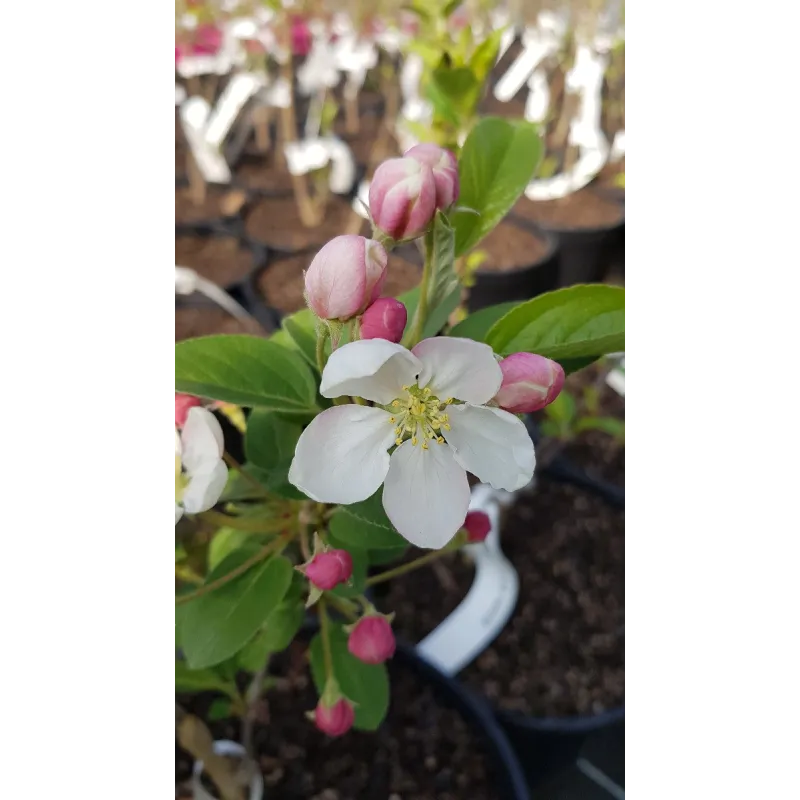 Malus PERPETU® 'Evereste' / Pommier d'ornement PERPETU® 'Evereste' / Conteneur de 3 à 4 litres