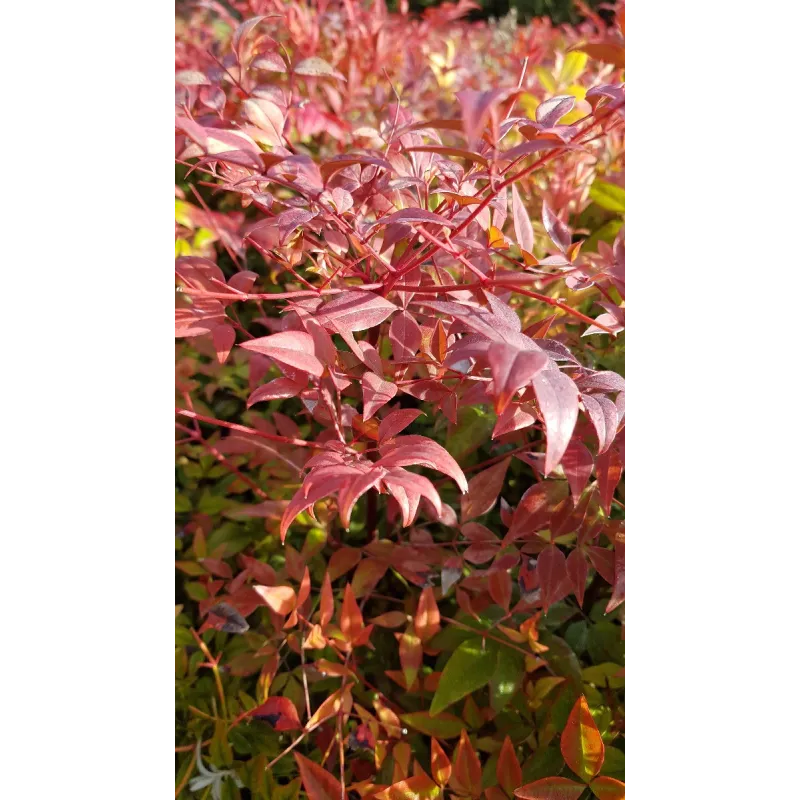 Nandina domestica / Bambou sacré / Conteneur de 3 à 4 litres