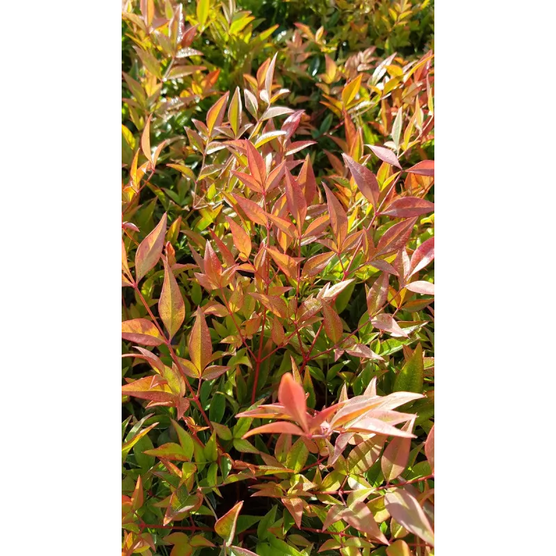 Nandina domestica 'Gulf Stream' / Bambou sacré compact / Conteneur de 3 à 4 litres