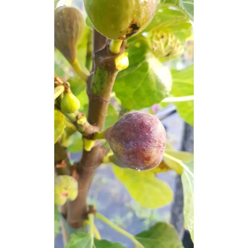 Ficus carica 'Grise de St Jean' / Figuier Grise de St Jean / Conteneur de 2 à 2.9 litres