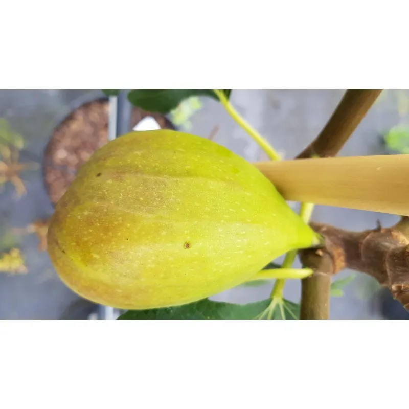 Ficus carica 'Goutte d'Or' / Figuier 'Goutte d'Or' / Conteneur de 2 à 2.9 litres