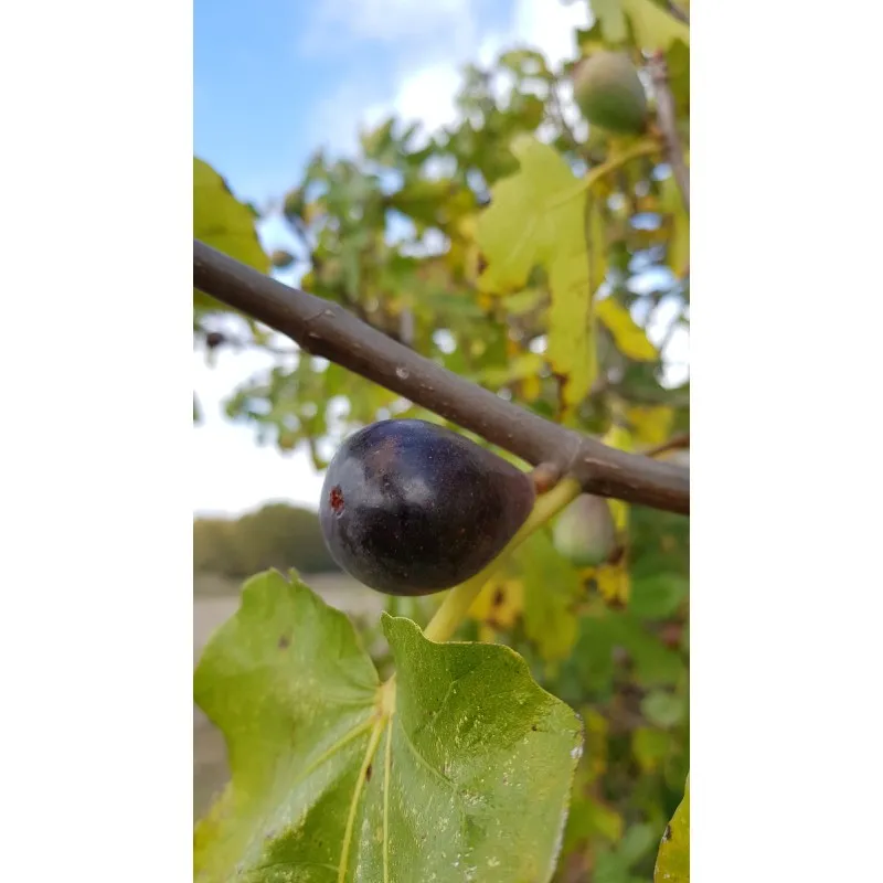 Ficus carica ' Noire de Caromb' / Figuier 'Noire de Caromb' / Conteneur de 2 à 2.9 litres