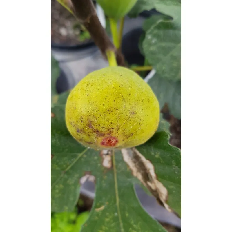 Ficus carica 'Lattay' / Figuier 'Lattay' / Conteneur de 2 à 2.9 litres