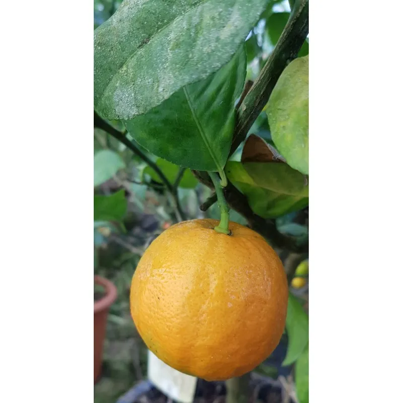 Citrus meyeri var. Sanguine greffé sur Volkameriana / Citron Meyer sanguin / Conteneur de 1 à 1.9 litres / Tigette