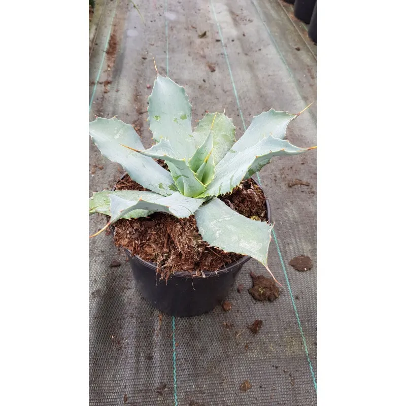 Agave potatorum f. verschaffeltii / Conteneur de 2 à 2.9 litres