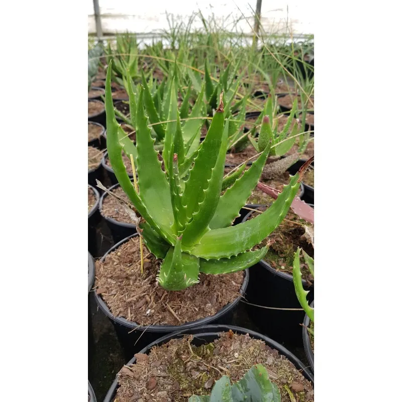 Aloe bussei / Conteneur de 2 à 2.9 litres