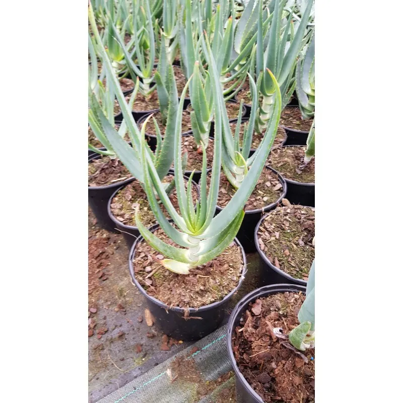 Aloe hexapetala / Aloe à tête penchée / Conteneur de 2 à 2.9 litres