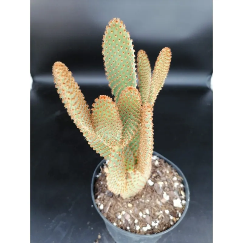 Opuntia microdasys Var. Rufida / Conteneur de 1 à 1.9 litres / Cactée