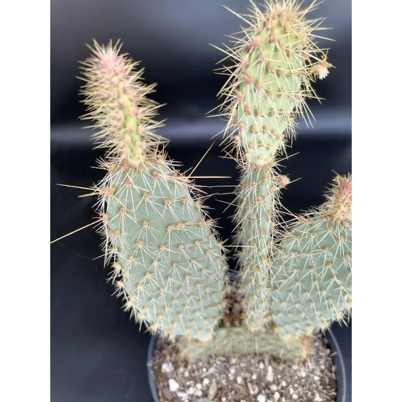 Opuntia strigil cv. Kurt / Conteneur de 2 à 2.9 litres / Cactée