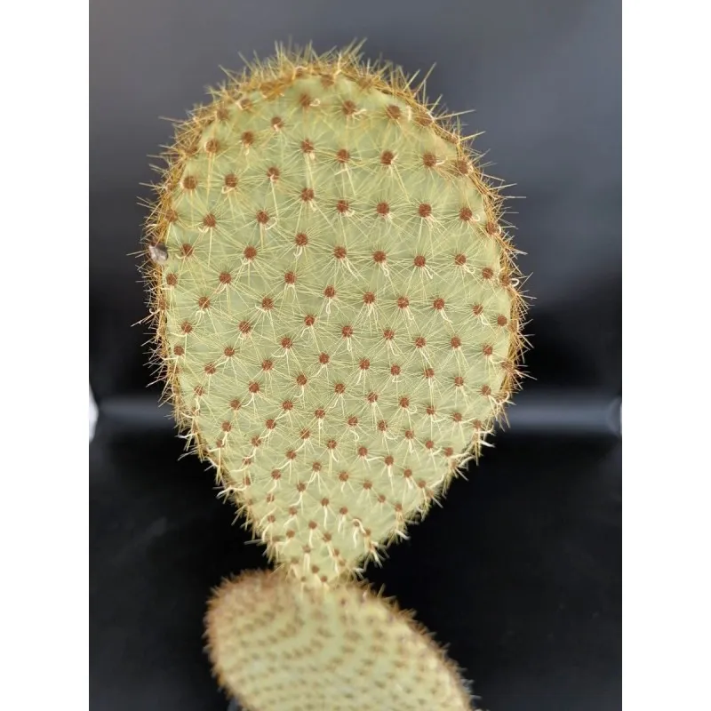 Opuntia scheerii / Conteneur de 2 à 2.9 litres / Cactée