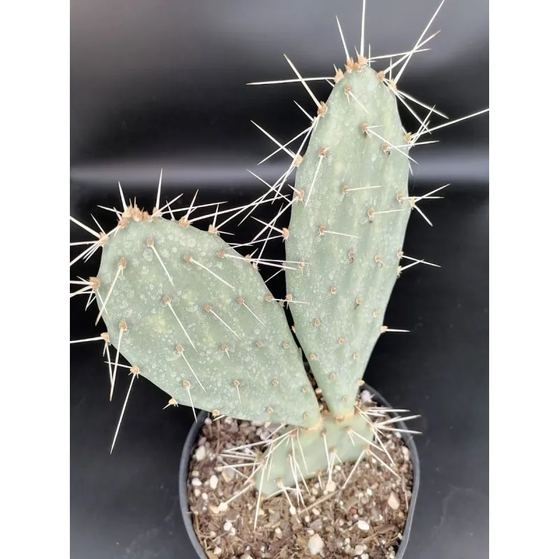 Opuntia phaeacantha 'Orangeade' / Conteneur de 2 à 2.9 litres / Cactée