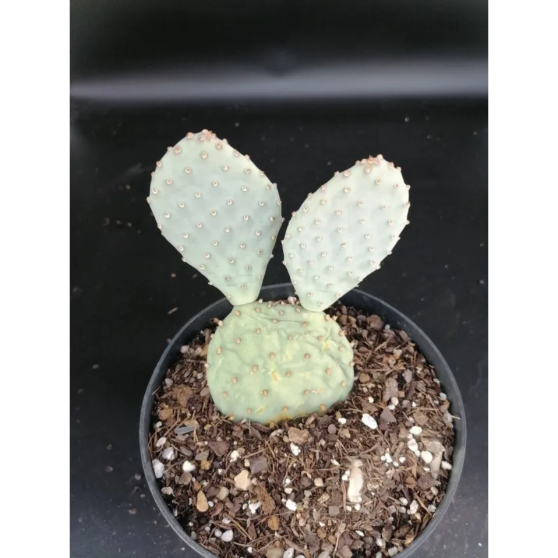 Opuntia basilaris aurea 'Golden Carpet' / Conteneur de 2 à 2.9 litres / Cactée