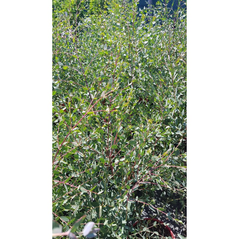 Eucalyptus parviflora / Gommier à petites feuilles / Conteneur de 5 à 6 litres