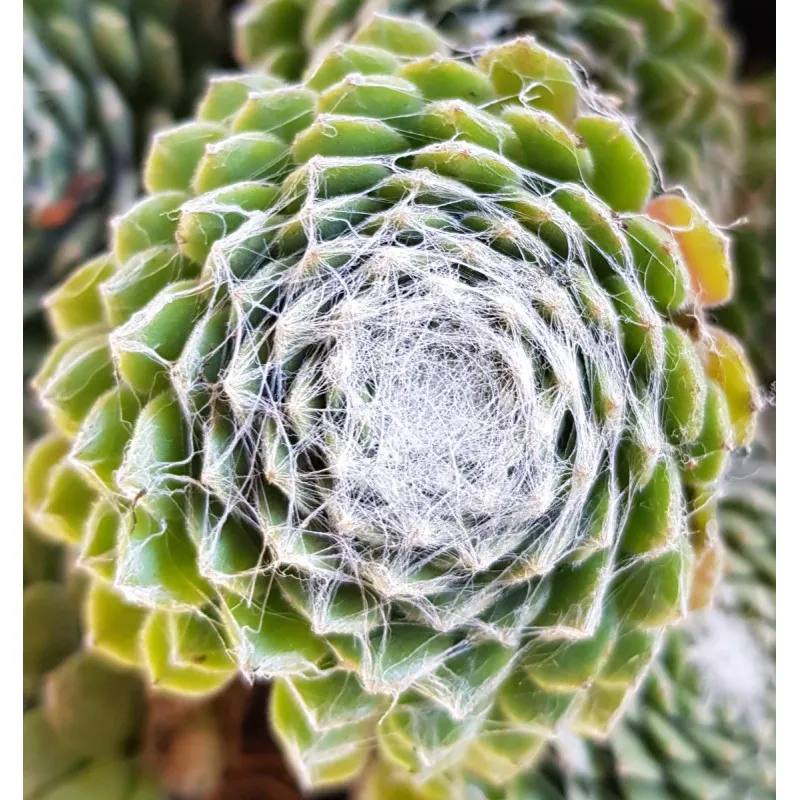 Sempervivum chick charms ® 'Cotton candy' / joubarbe à rosette vert et blanc au centre / Godet / Succulente