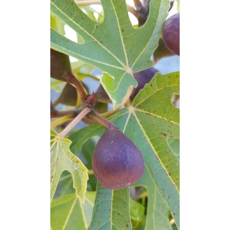 Ficus carica FIGALITY® 'Little Miss Figgy' / Figuier nain à fruit noir / Conteneur de 3 à 4 litres / Touffe