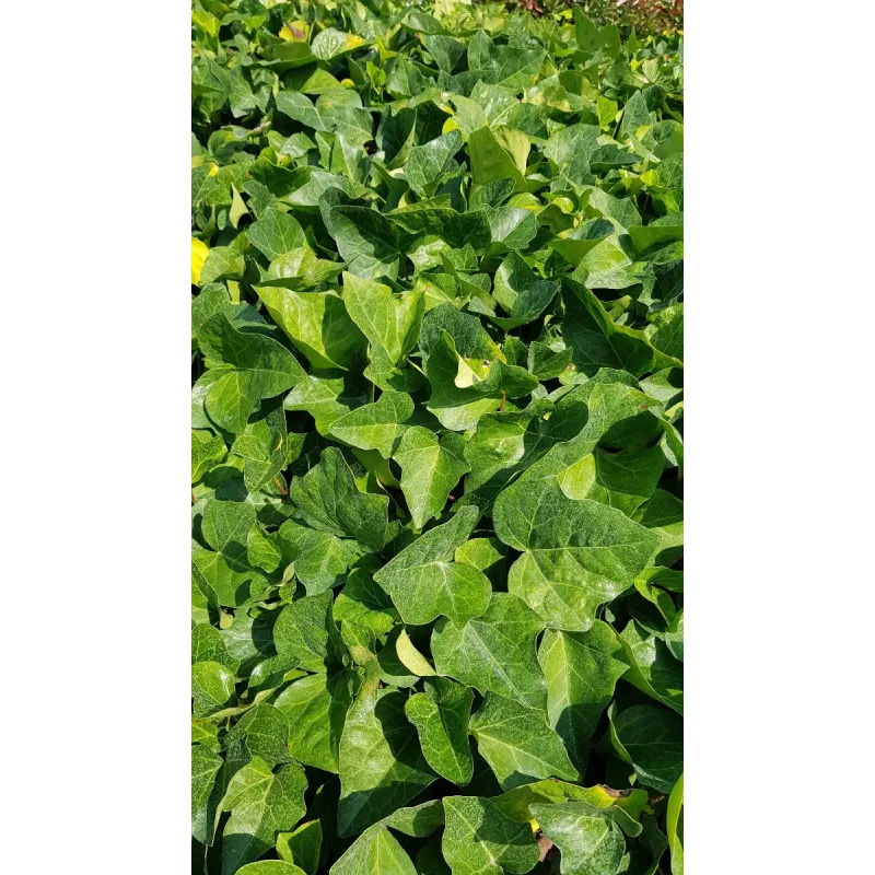 Hedera colchica par 100 / Lierre de Colchide / 100 Godets