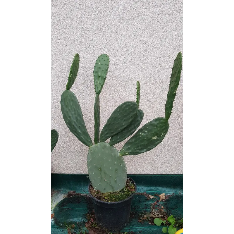 Opuntia lasiacantha 'Blanca Cristalina' / Nopal de Cerro / Conteneur de 10 à 15 litres / Cactus