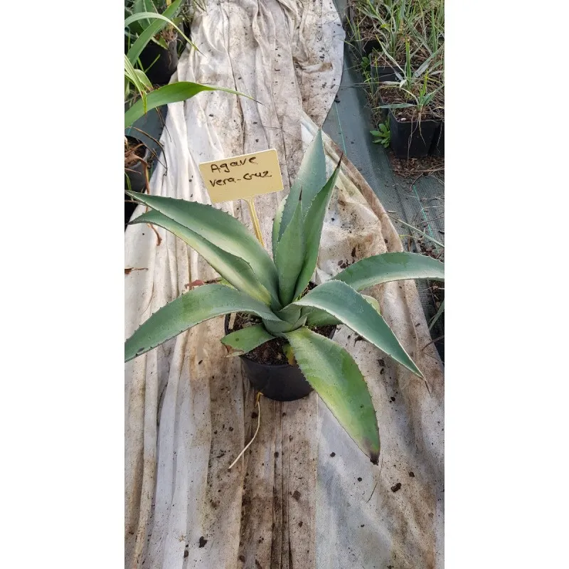 Agave vera-cruz / Agave lurida / Choka bleu / Conteneur de 2 à 2.9 litres