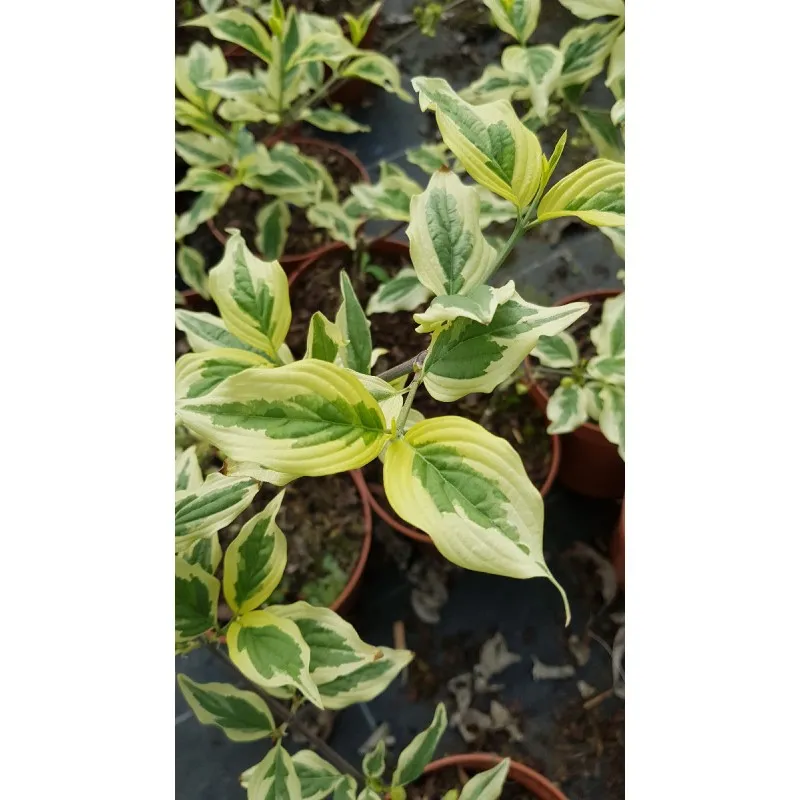 Cornus mas 'Variegata' / Cornouiller mâle panaché blanc / Conteneur de 2 à 2.9 litres