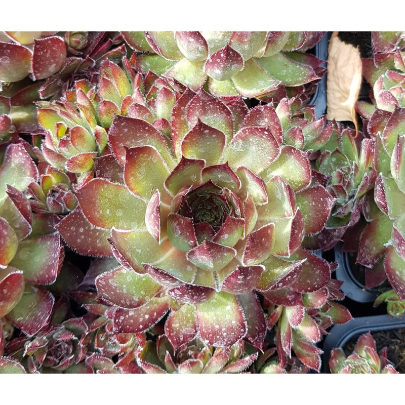 Sempervivum CHICK CHARMS® 'Butterscotch baby' / Joubarbe / Godet / Succulente