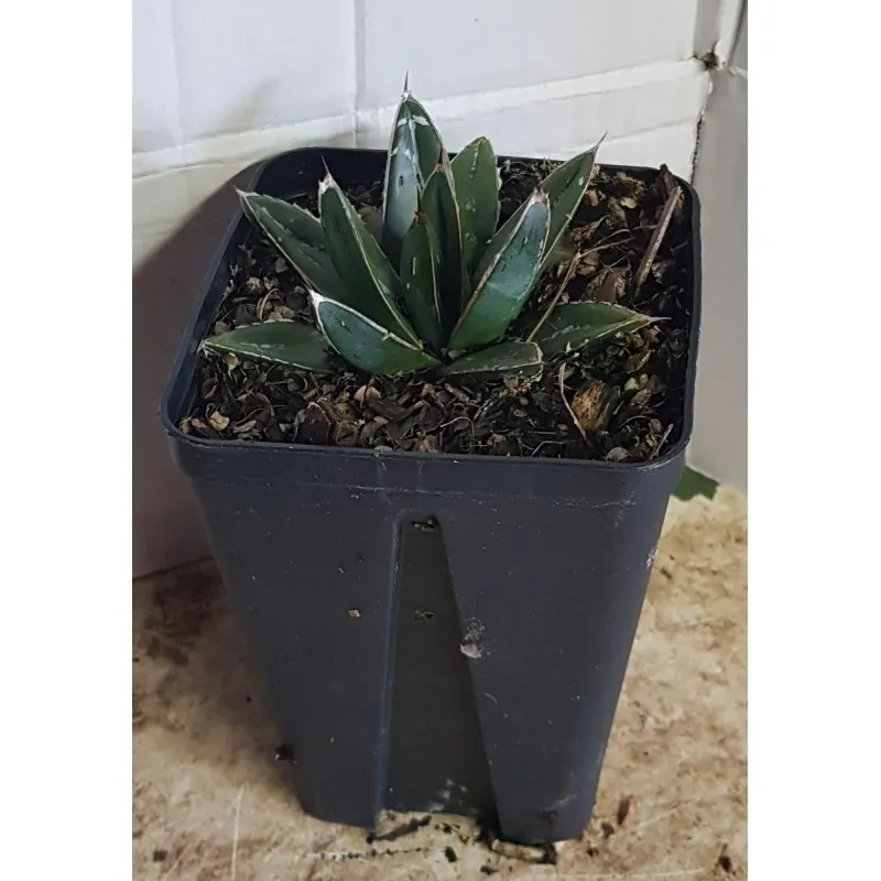 Agave victoriae-reginae Var. Victoriae-reginae / Agave de la reine Victoria / Godet anti-chignon