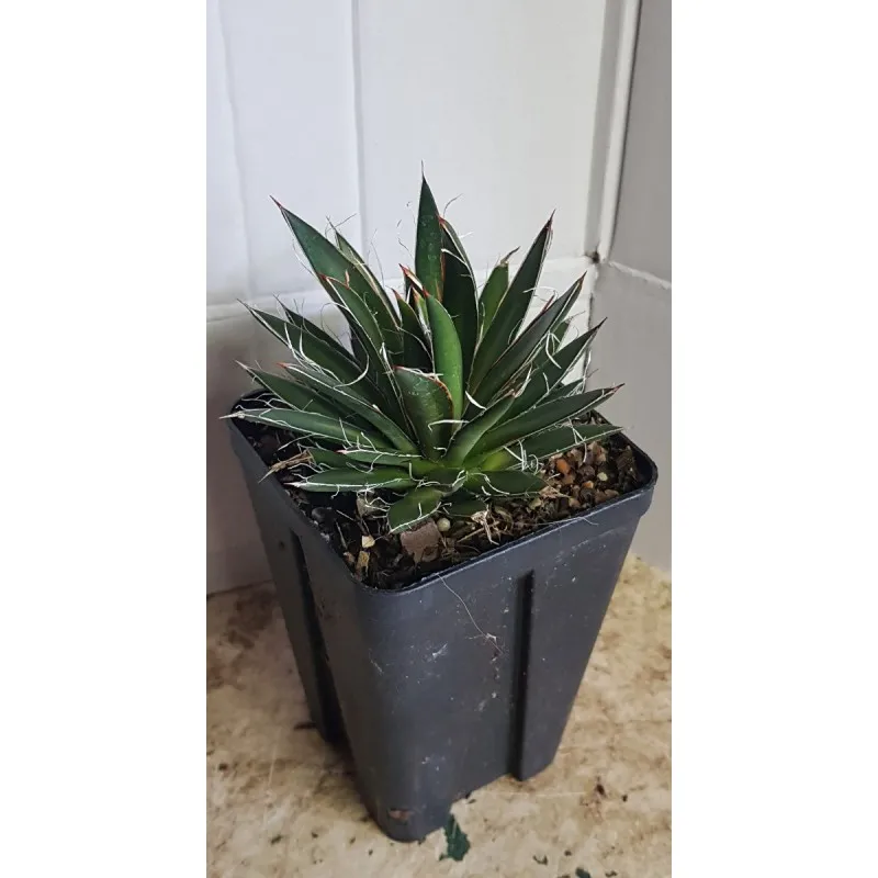 Agave filifera subsp. schidigera ‘White stripe’ / Godet anti-chignon