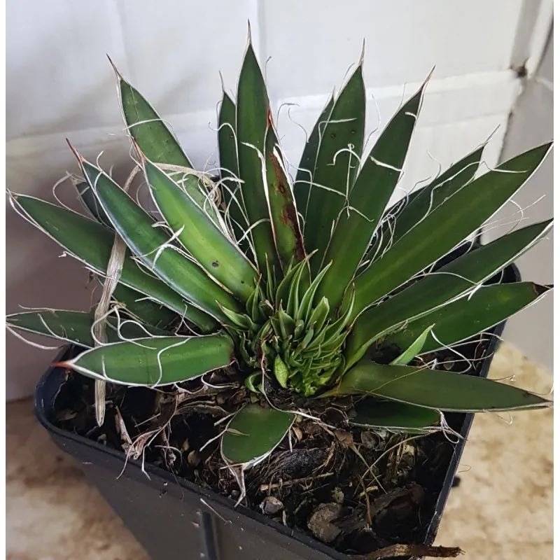 Agave filifera subsp. schidigera ‘White stripe’ Cristée / Godet anti-chignon