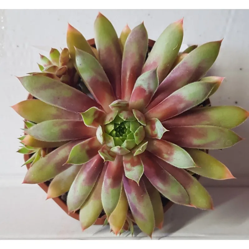 Sempervivum CHICK CHARMS® 'Gold Rush' / Joubarbe jaune orangé / Coupe de 12 cm / Succulente