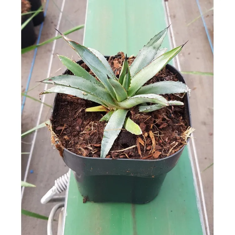 Agave x 'Blue Emperor' / Conteneur de 2 à 2.9 litres