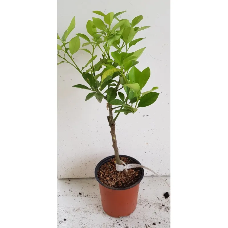 Citrus madurensis greffé sur Volkameriana / Calamondin  Oranger d'appartement / Conteneur de 1 à 1.9 litres / Agrume