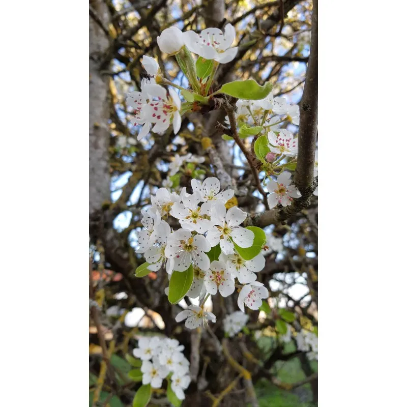 Pyrus communis (Semis) / Poirier commun / Godet Anti-Chignon / Scion