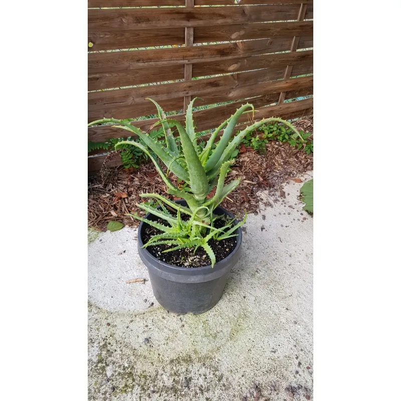 Aloe x spinosissima / Conteneur de 7 à 10 litres. / Succulente